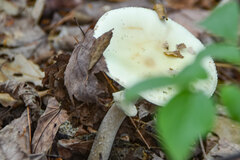 Amanita lavendula