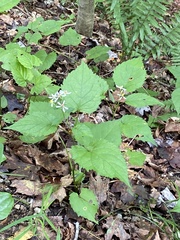 Eurybia divaricata