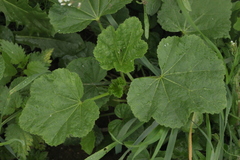 Alcea rosea