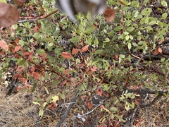 Exobasidium arctostaphyli