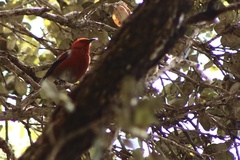 Himatione sanguinea