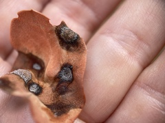 Exobasidium arctostaphyli