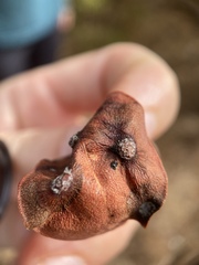 Exobasidium arctostaphyli