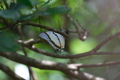 Polyura nepenthes