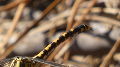 Onychogomphus uncatus