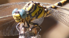 Onychogomphus uncatus