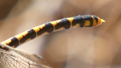 Onychogomphus uncatus