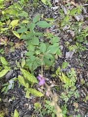 Desmodium viridiflorum
