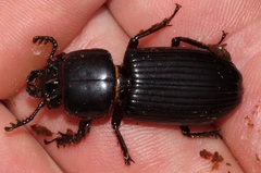 Odontotaenius