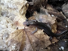 Plethodon montanus