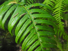 Polystichum munitum
