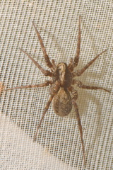 Pardosa amentata