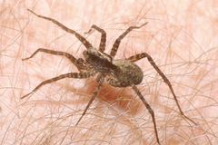 Pardosa amentata