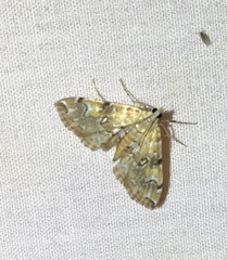 Elophila faulalis