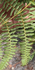 Pteridium aquilinum decompositum