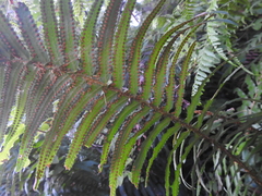 Polystichum munitum