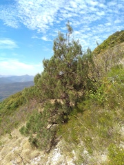 Juniperus excelsa