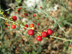 Osyris alba