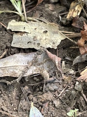 Oligolophus tridens