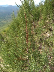 Juniperus excelsa
