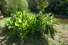 Alisma plantago-aquatica