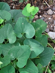 Aristolochia clematitis