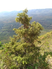 Juniperus deltoides