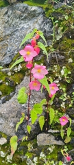 Begonia gracilis