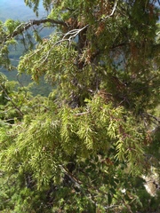 Juniperus deltoides