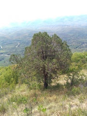 Juniperus excelsa