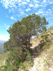 Juniperus excelsa