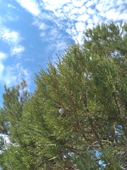 Juniperus excelsa