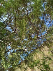 Juniperus excelsa