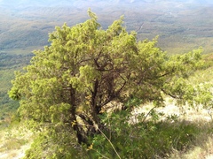 Juniperus deltoides