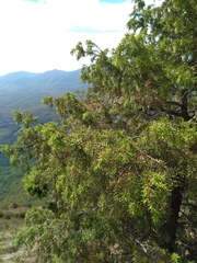 Juniperus deltoides