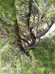 Juniperus deltoides