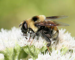 Eristalis flavipes