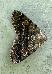 Idia scobialis