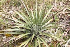 Puya clava-herculis