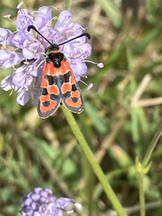 Zygaena fausta