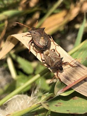 Picromerus bidens