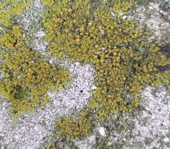 Candelariella aurella