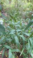 Chasmanthium latifolium