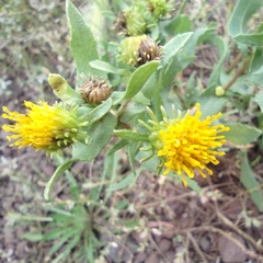 Grindelia nuda aphanactis
