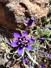 Lapeirousia oreogena