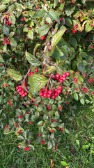 Cotoneaster coriaceus