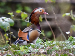 Aix galericulata