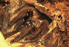 Ephebopus cyanognathus