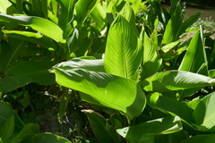 Alisma plantago-aquatica