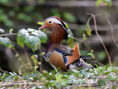 Aix galericulata
